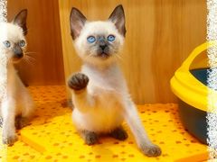 -欣宠猫屋·矮脚拿破仑·蓝金金渐层