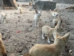 -上海野生动物园老虎餐厅