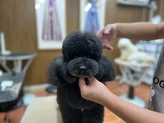 -鑫艺宠物美容培训学校