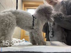 -帕帕拉兹宠物(亚洲旗舰店)