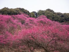 -新建村梅花