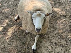 -神户市立六甲山牧场