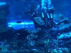 -迪拜水族馆及水下动物园