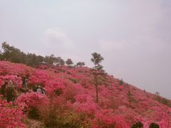 -木兰云雾山