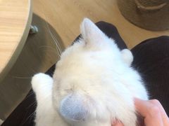-猫腻·猫咖·撸猫馆(星光大道店)