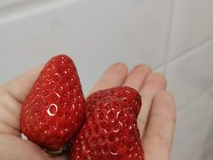 -昌平兴寿秀秀草莓采摘园