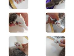 -帕帕拉兹宠物(亚洲旗舰店)