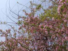 -石家庄市植物园