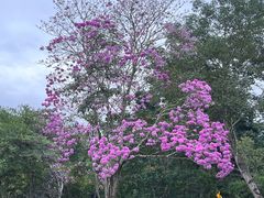 -中国科学院西双版纳热带植物园