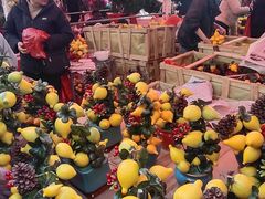 -越秀西湖花市(广州城市广场花卉店)