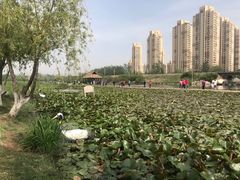 -前关湿地公园