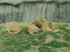 -北京野生动物园