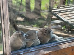 -哈尔滨北方森林动物园