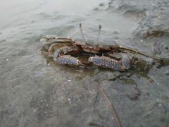 -南汇新城海滩