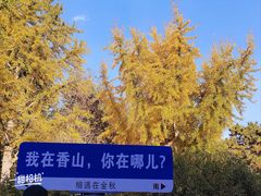-香山公园