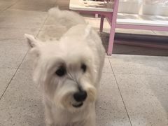 -FAELING PETS美天灵宠物(富力广场店)