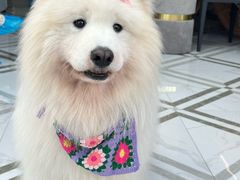 -星多哈·狗咖·拼豆·咖啡