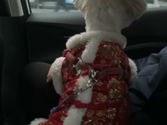 -PETKIT小佩宠物·低压洗护(国顺东路店)