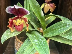 -国家植物园南园