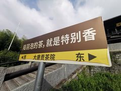 -大唐贡茶院