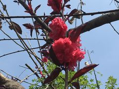 海棠花-三圣花乡旅游区