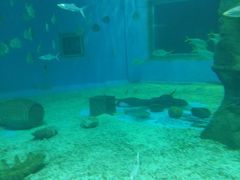 -北戴河圣蓝海洋公园