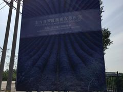 -北京东方普罗旺斯薰衣草庄园