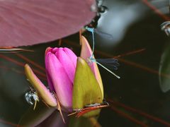 -国家植物园南园