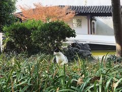 -秋霞圃