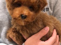 -悠尼宠物·独立低压伊珊娜洗护·美容·寄养(兰谷路店)