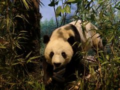 -陕西自然博物馆