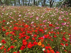 -芒洲湿地公园