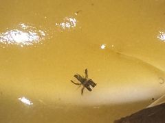 -大鹏饭店·金陵家宴(奥体中心店)