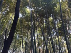 -上海佘山国家森林公园天马山园