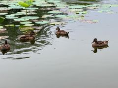 -太阳宫公园