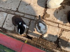 -南宫五洲植物乐园