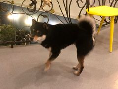 -喜柴咖啡·柴犬狗咖