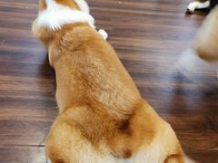 -柯斗斗主题餐厅·狗咖·围炉煮茶·茶饮(国瑞升平里店)