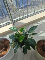 -HEYAN荷妍专业脱毛连锁机构