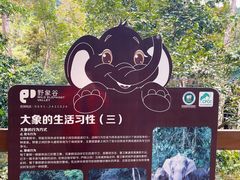 -野象谷景区