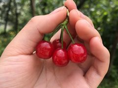 -樱桃山旅游景区