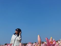 -荷兰花海