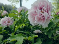 -莲花池公园