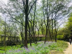 -西湖风景区-江洋畈生态公园