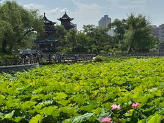 -迎泽公园