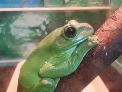 -上海大自然野生昆虫馆(东方明珠·爬宠昆虫探索中心)