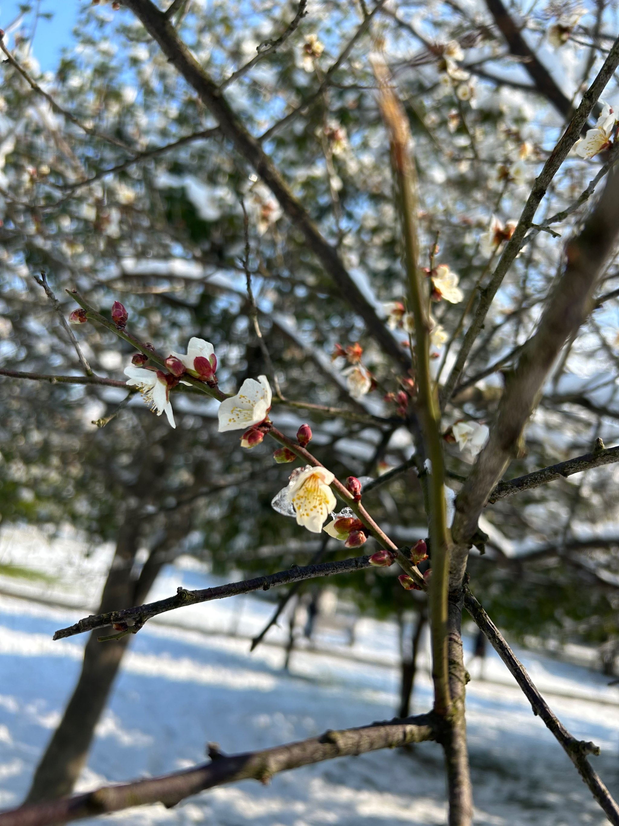 橘子洲雪景图片