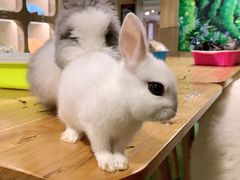 -藦茜花园宠物主题亲子互动体验馆(国顺东路店)