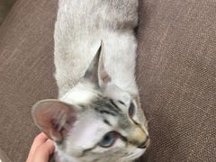 -猫和宫(六道口店)