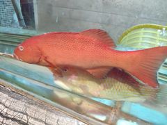 -海逸海鲜酒家(古北店)